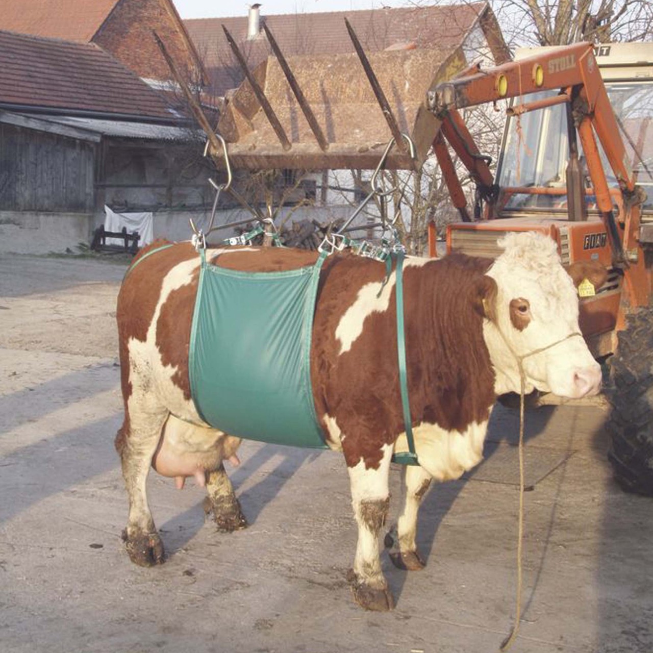 Kuhhebevorrichtung
